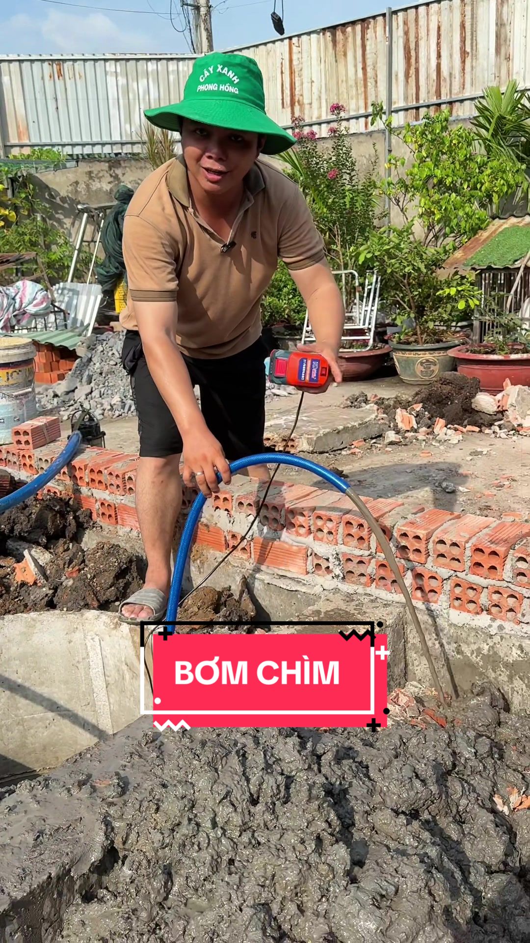 @Cây Xanh Phong Hồng