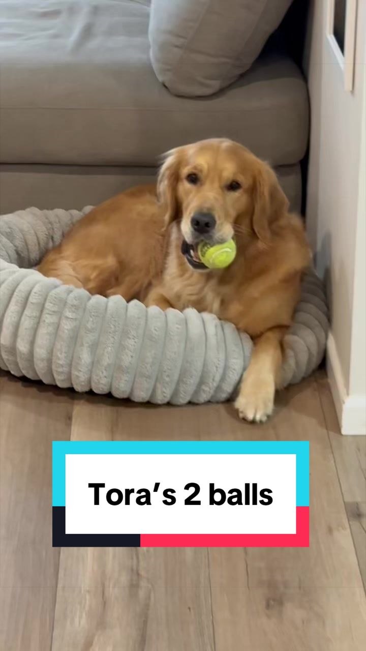 @3goldenretriever