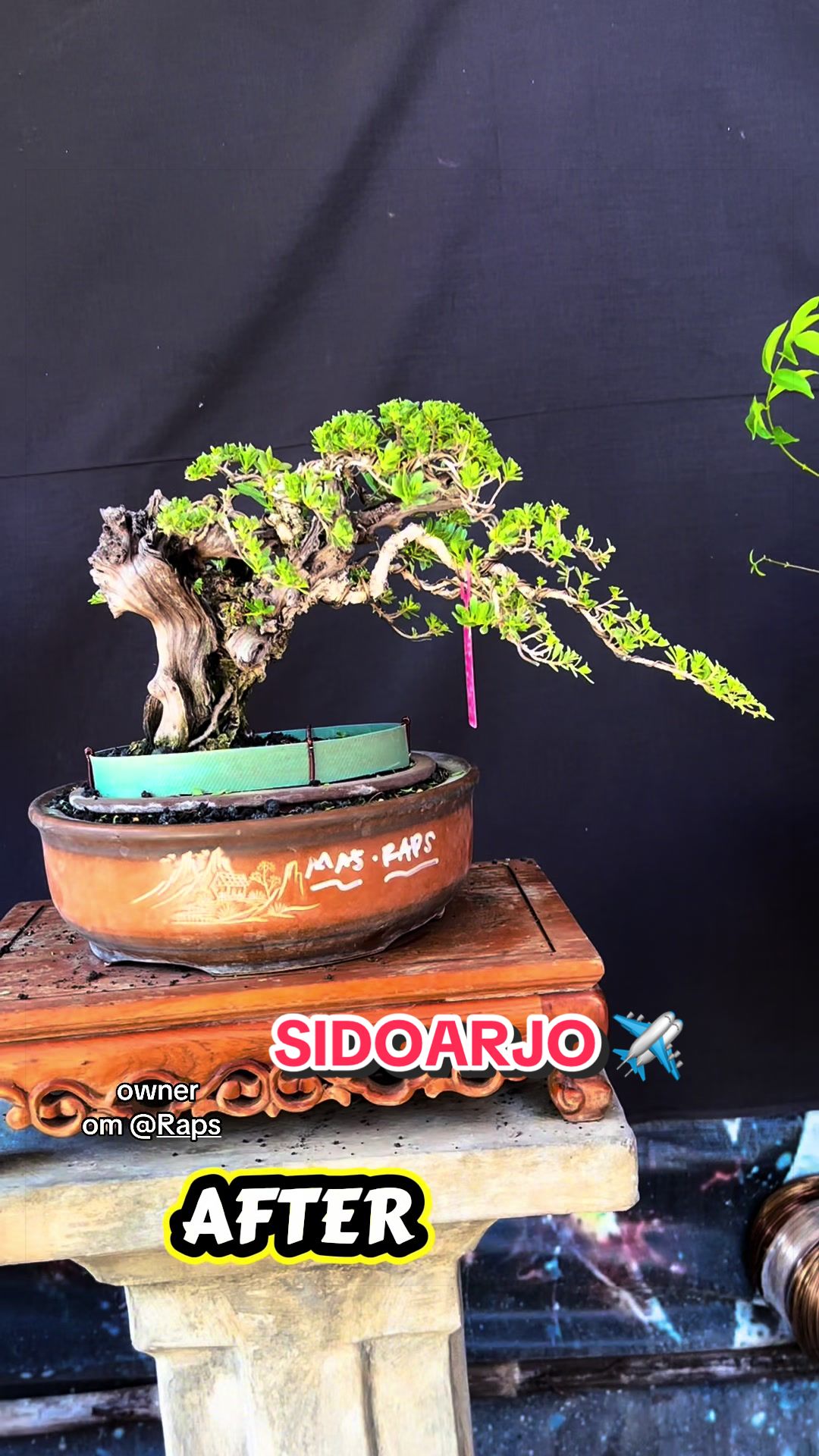@warbonsai_purwodadi