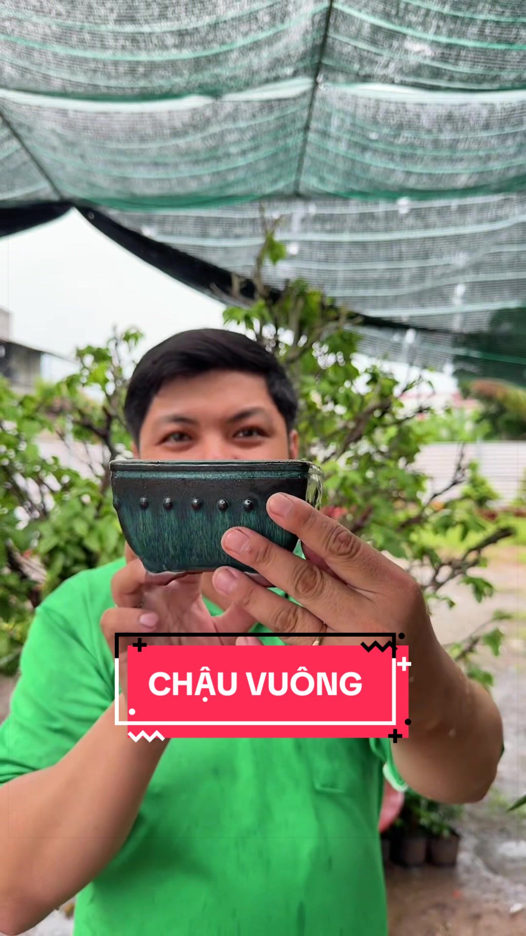 @C&acirc;y Xanh Phong Hồng
