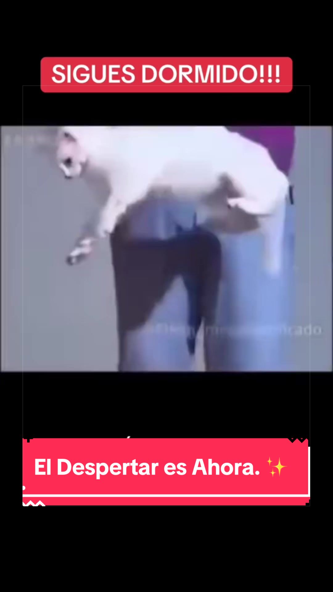 @yosoyaveramentho
