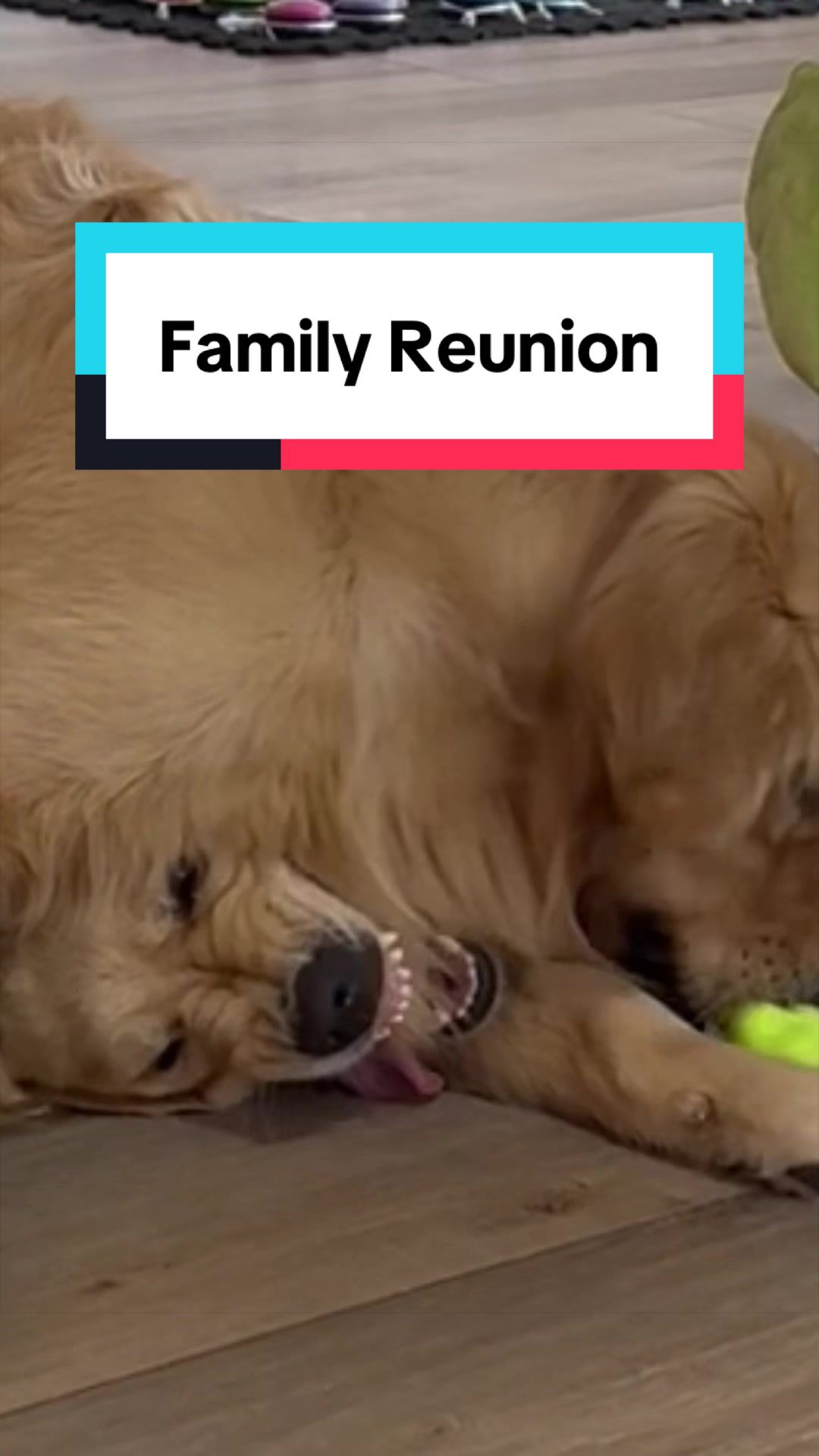 @3goldenretriever