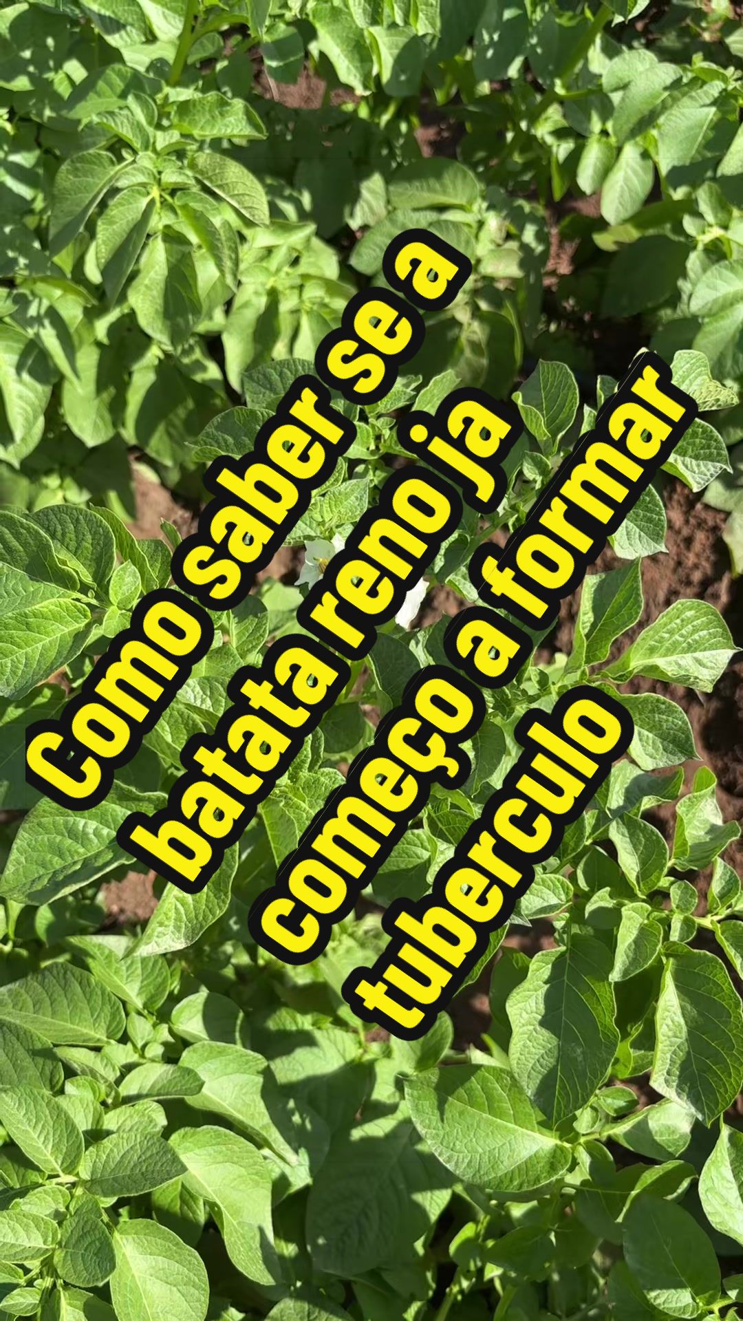 @Felicidade Gotine Firmino