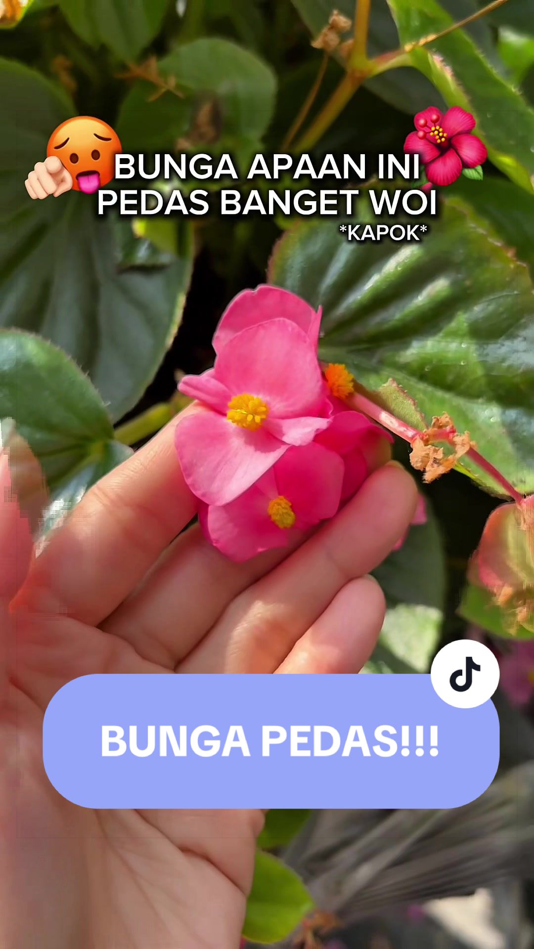 @kentang idaman🥴