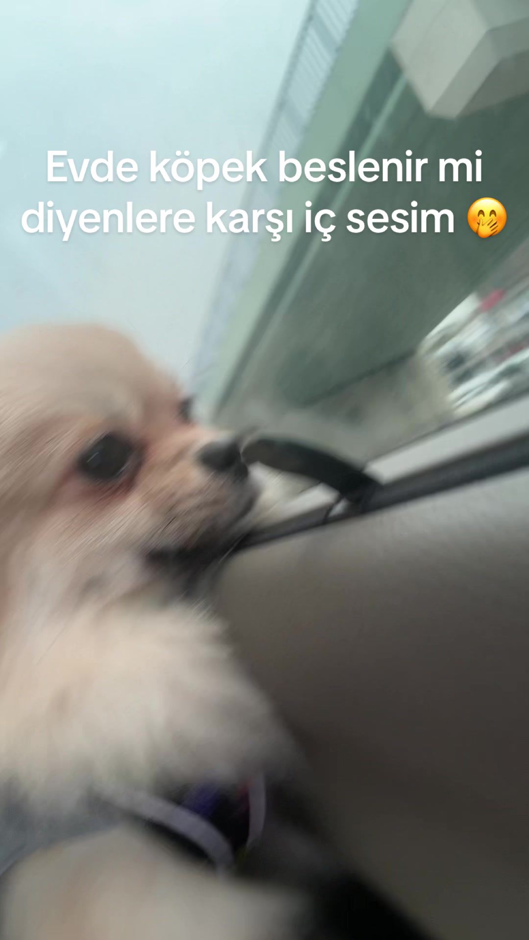 @&Ccedil;ağla BAŞ
