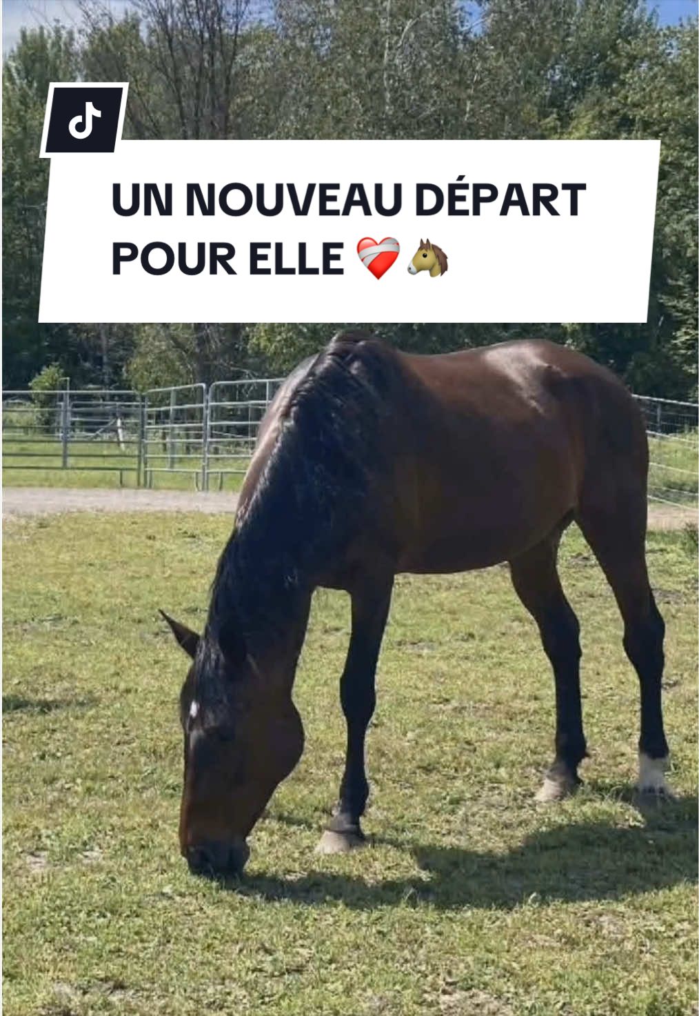 @Montreal SPCA