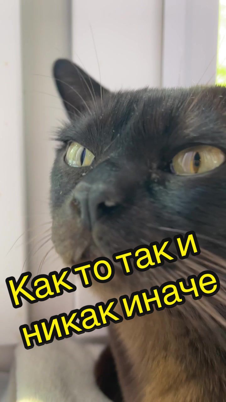@Кот Мориска