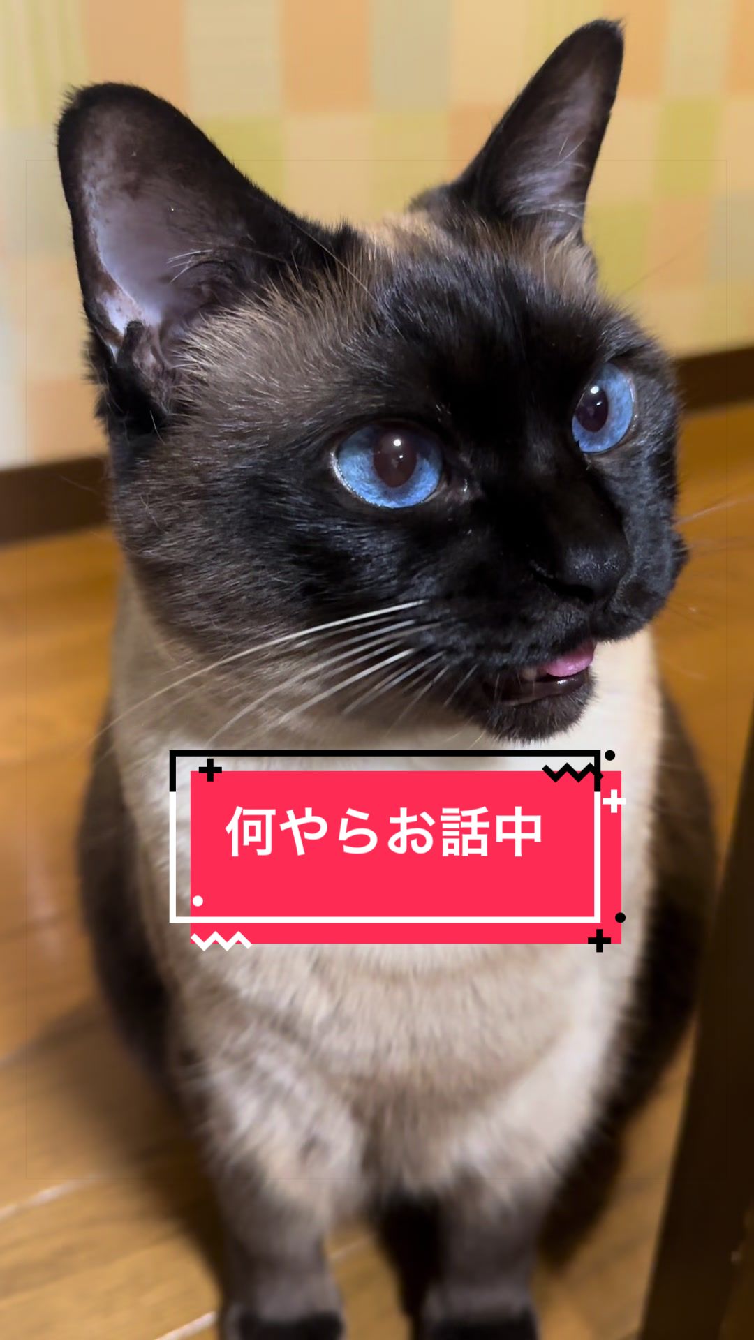 @うちのコレンジャー