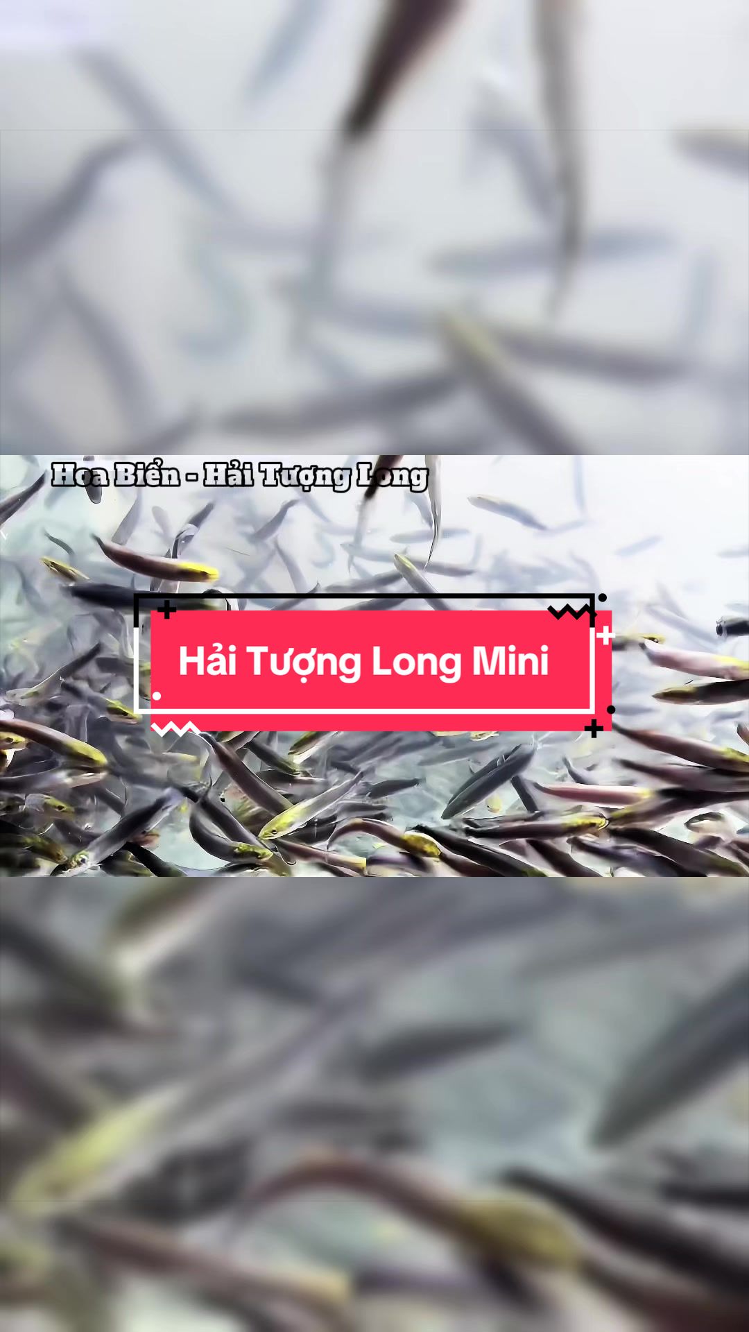 @Hoa Biển - Hải Tượng Long