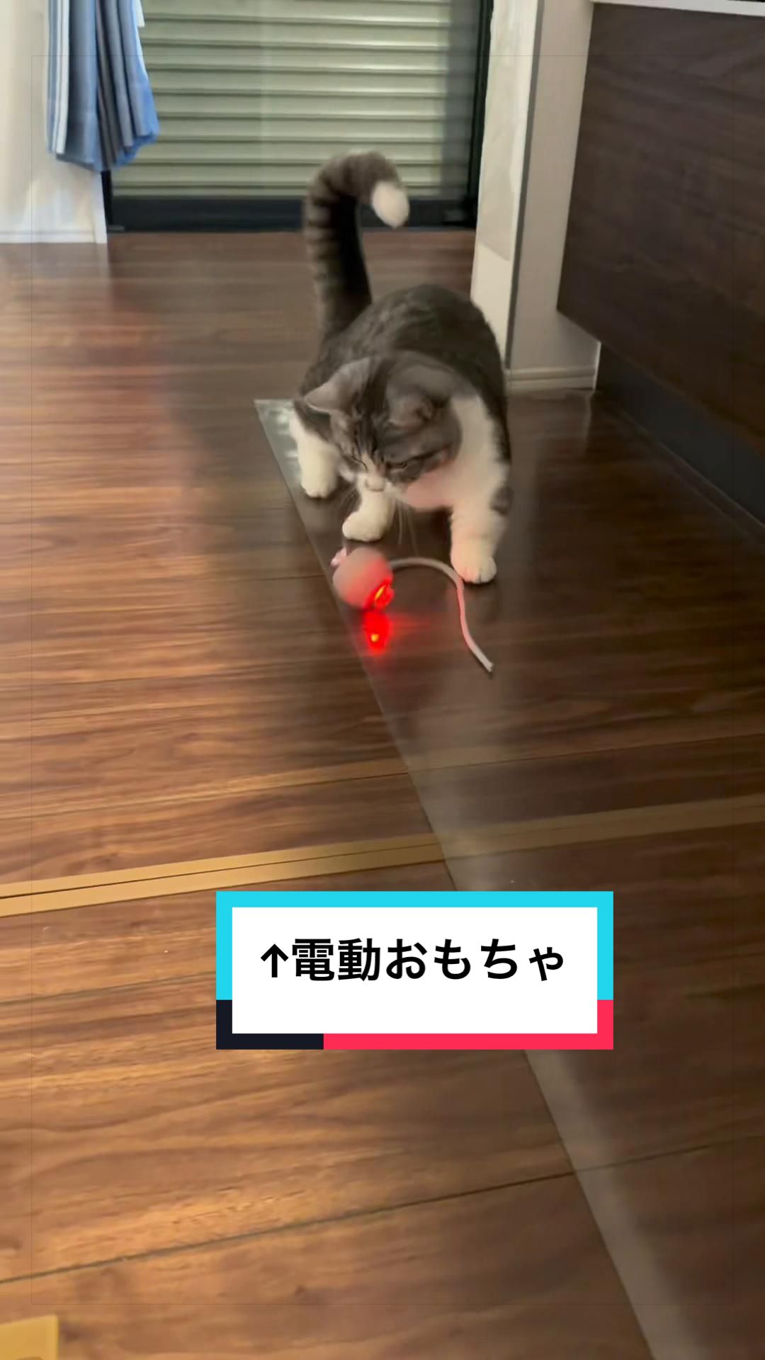 @☆しじみ☆マンチカン