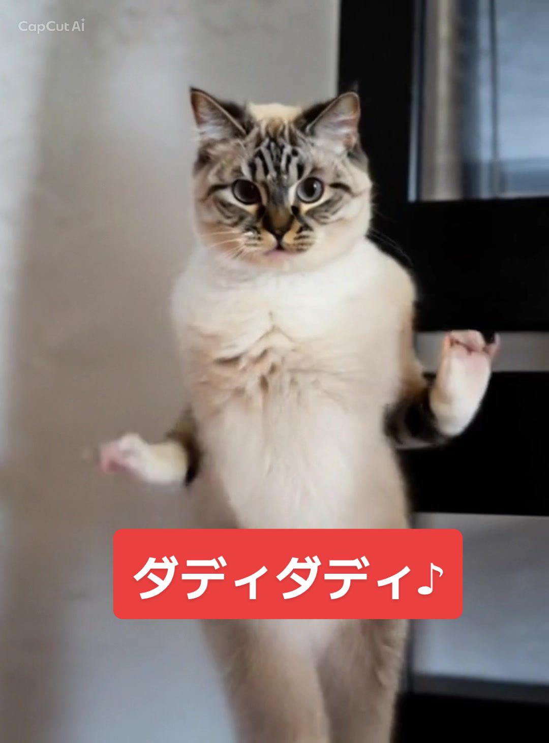 @にゃん玉