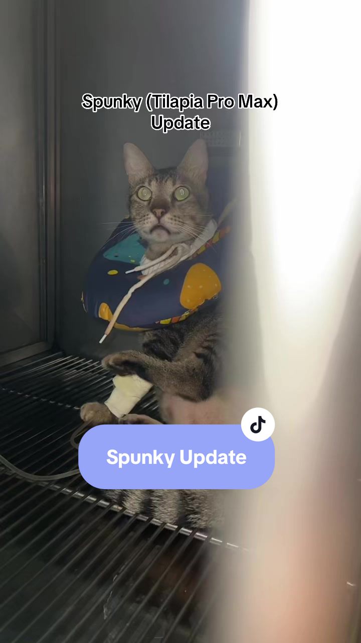 @17meows
