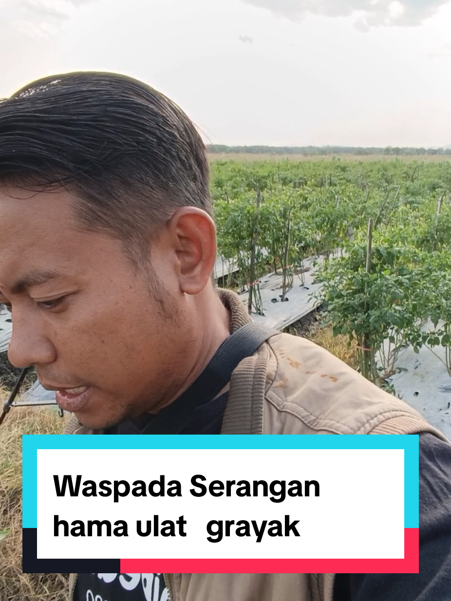 @tanipedia id