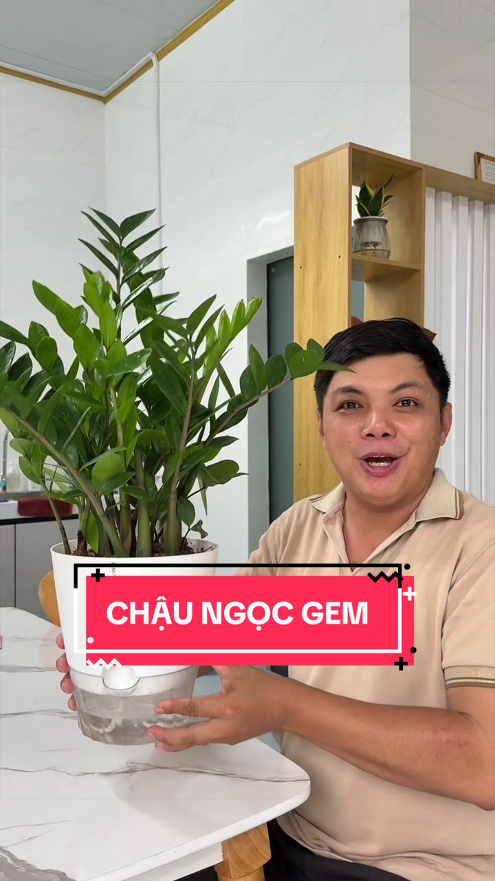 @Cây Xanh Phong Hồng
