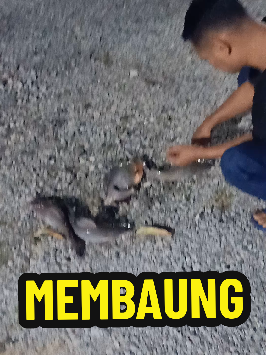 @SilatangBugis