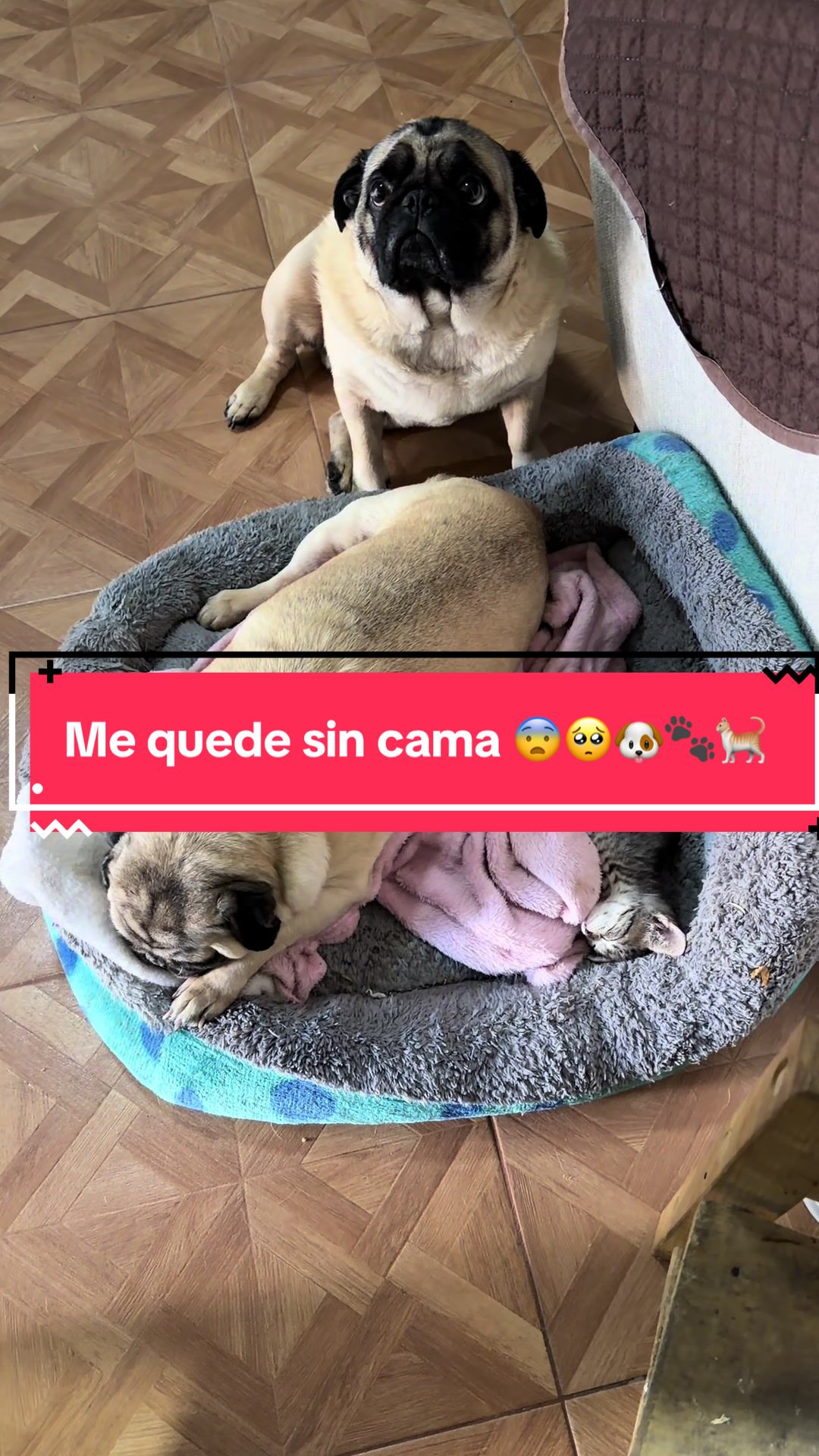 @Pugs en acción 🐶