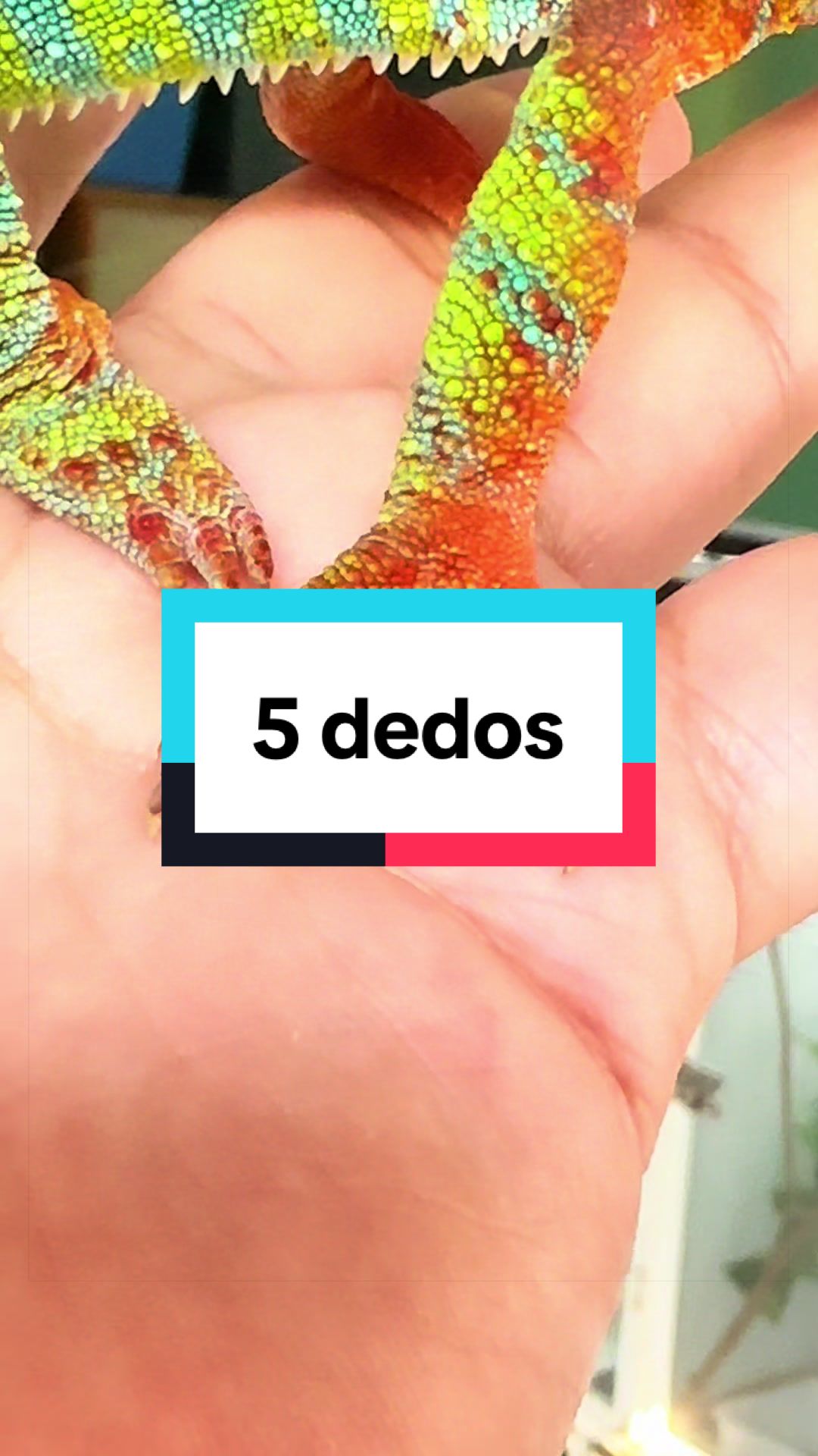 @ReptilMania