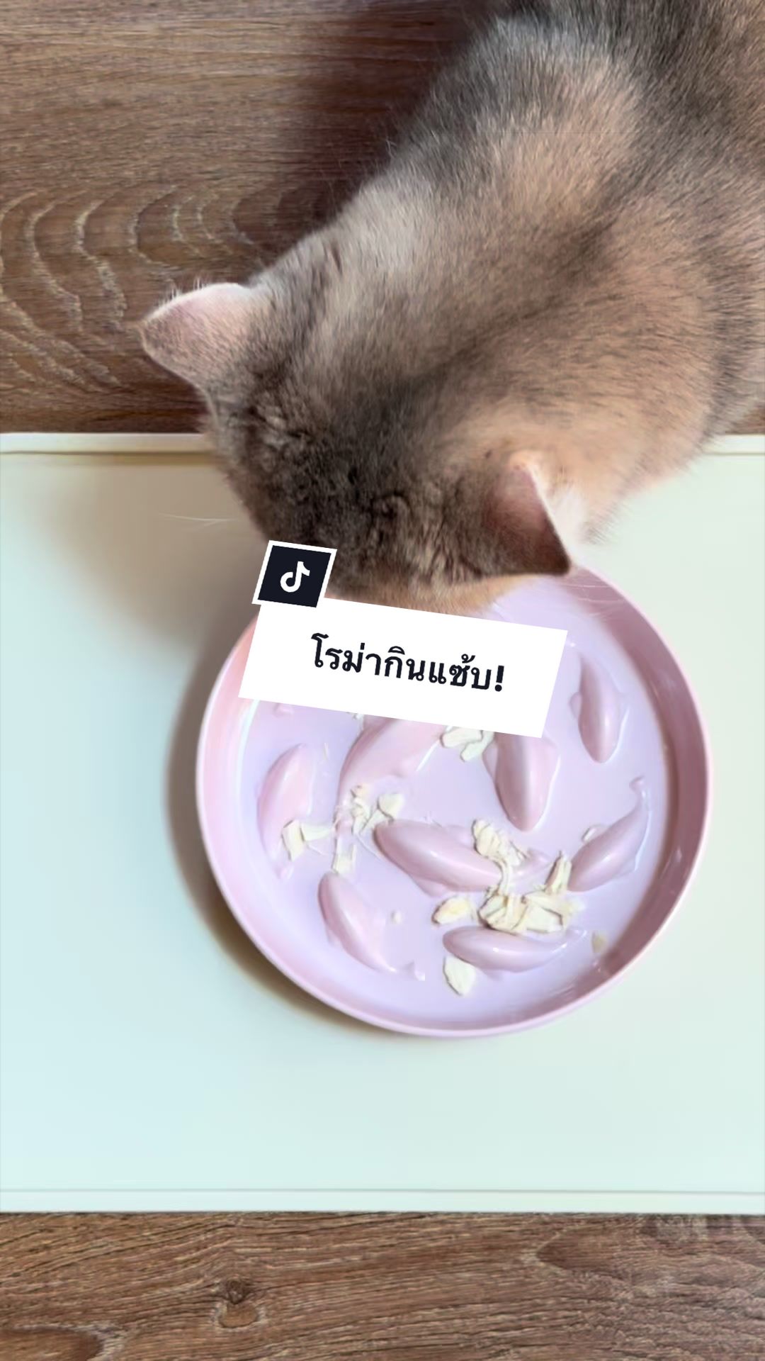 @ammybabycat