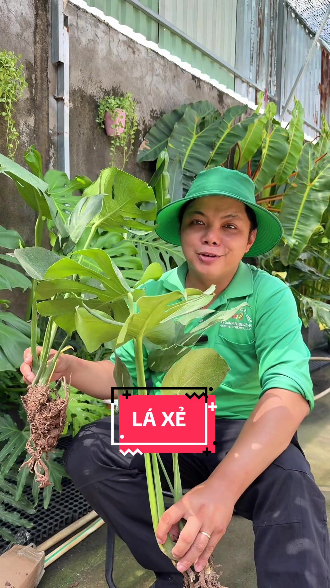 @Cây Xanh Phong Hồng
