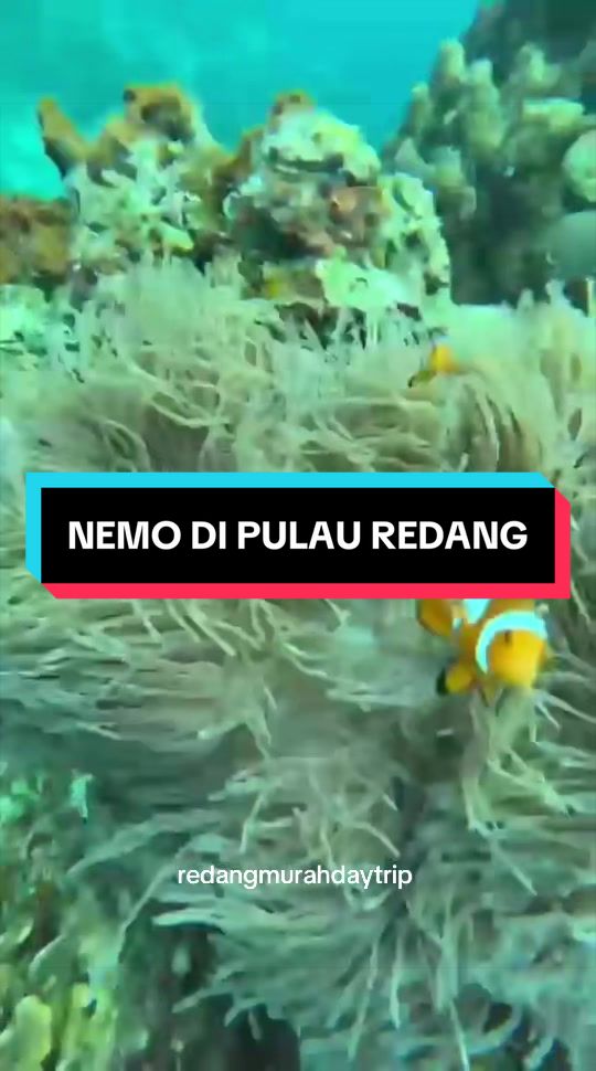 @raapakejpulauganu🤿