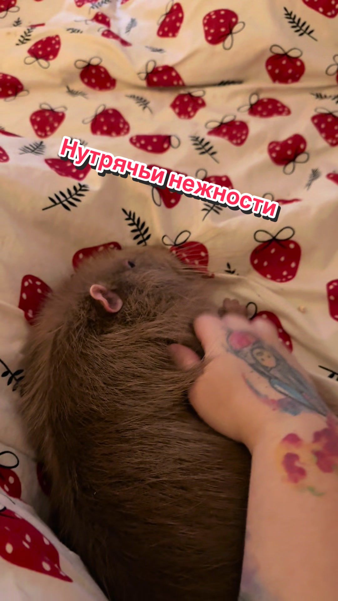 @Пафнутрий