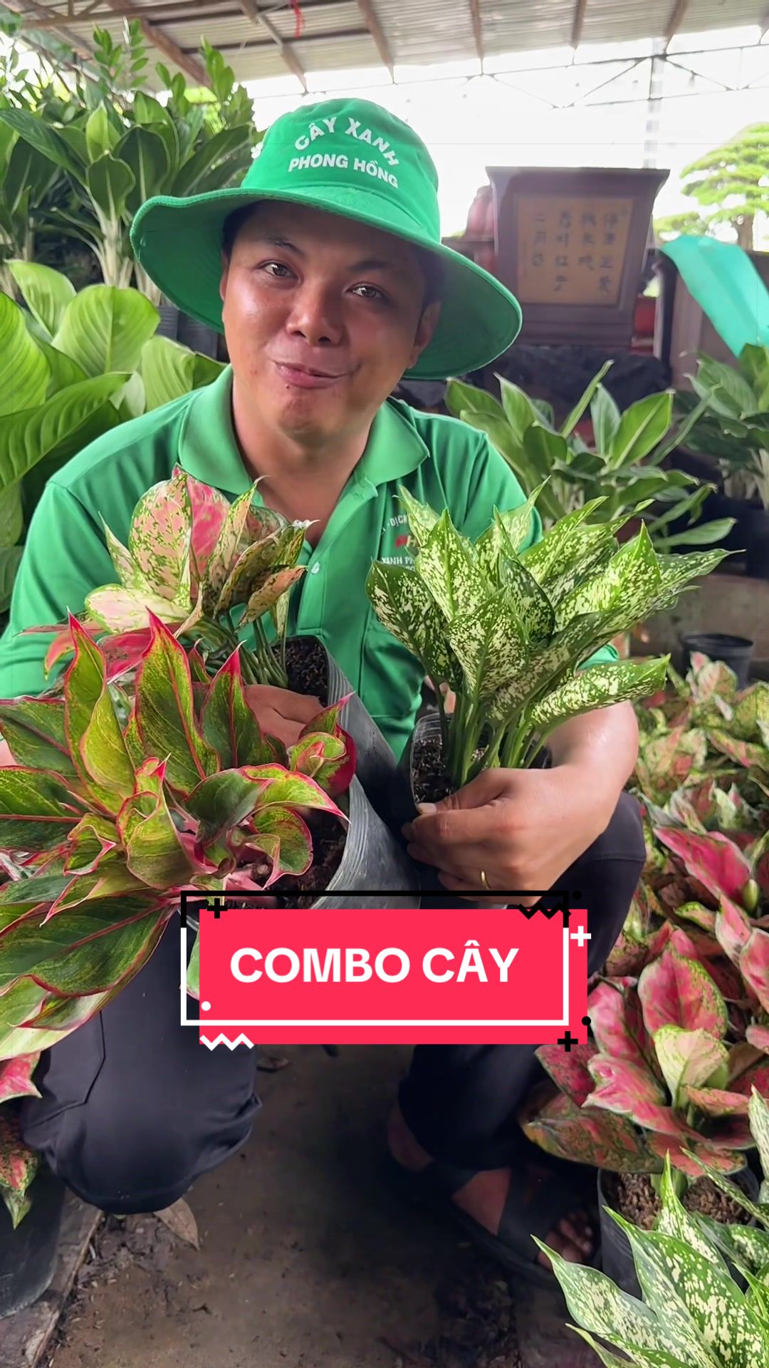 @Cây Xanh Phong Hồng