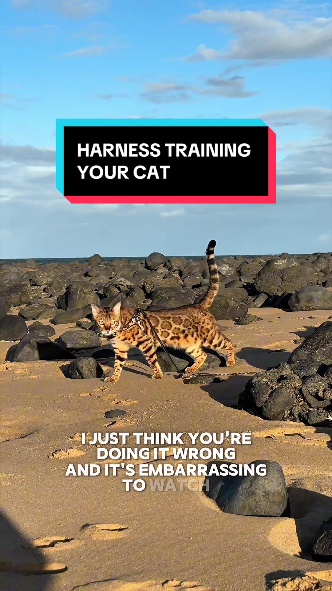 @Skeeter The Bengal