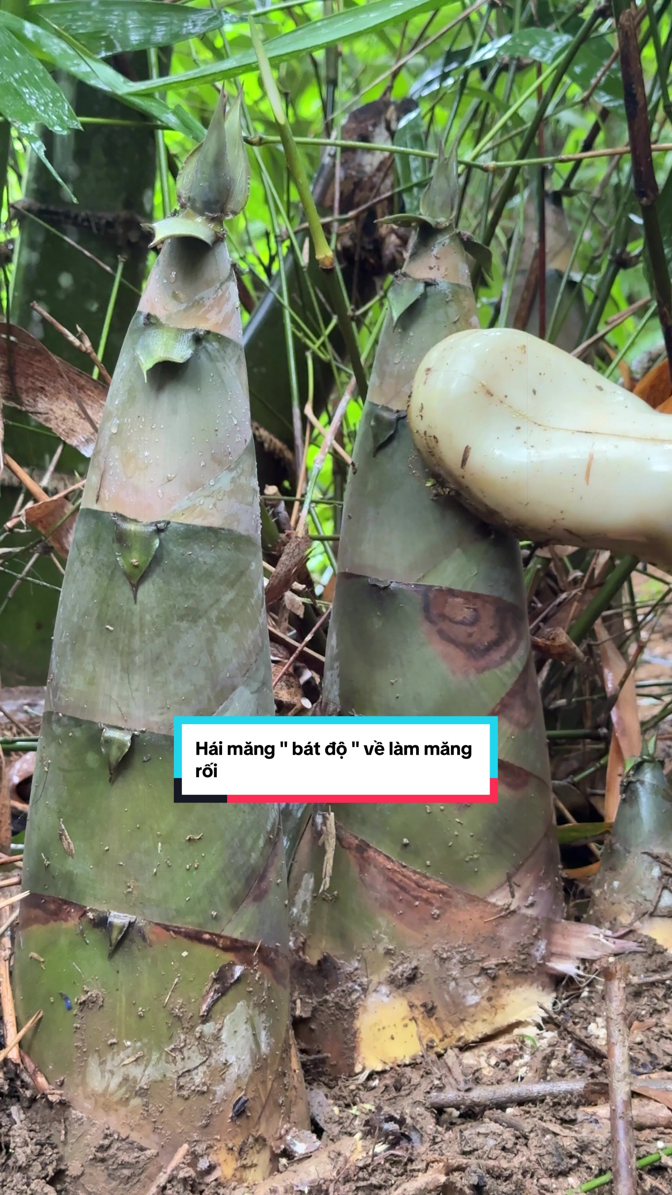 @Sức Tày