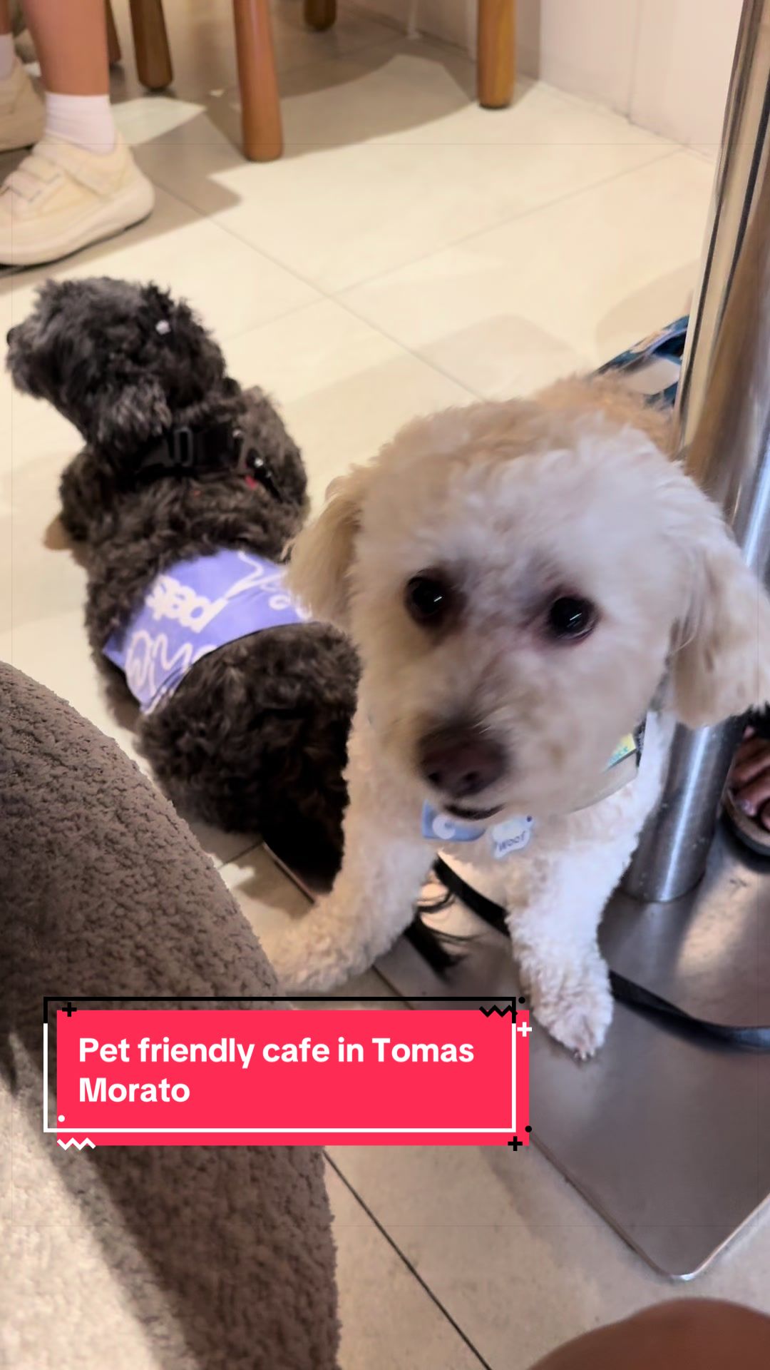@Coco the poodle