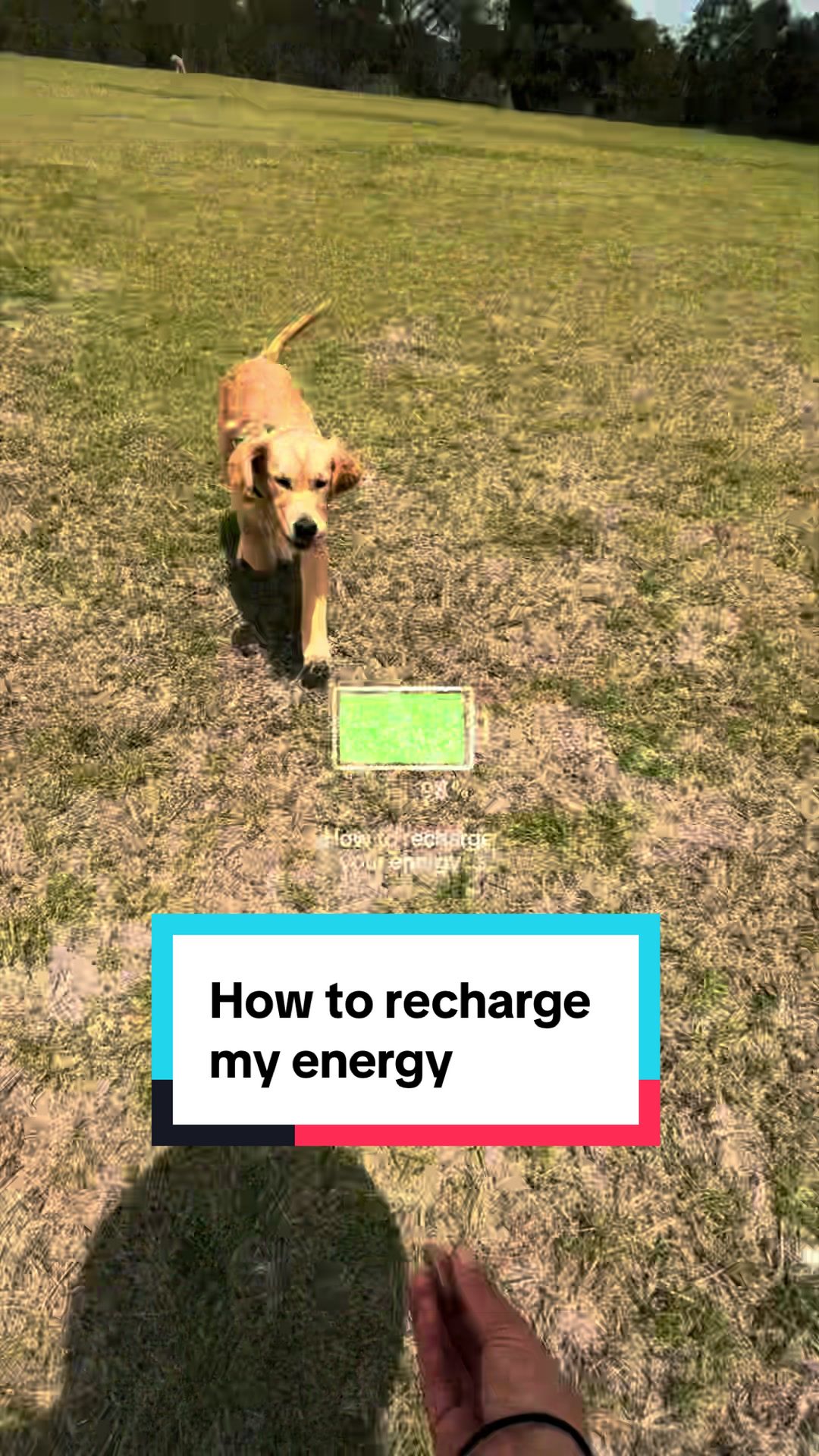 @3goldenretriever