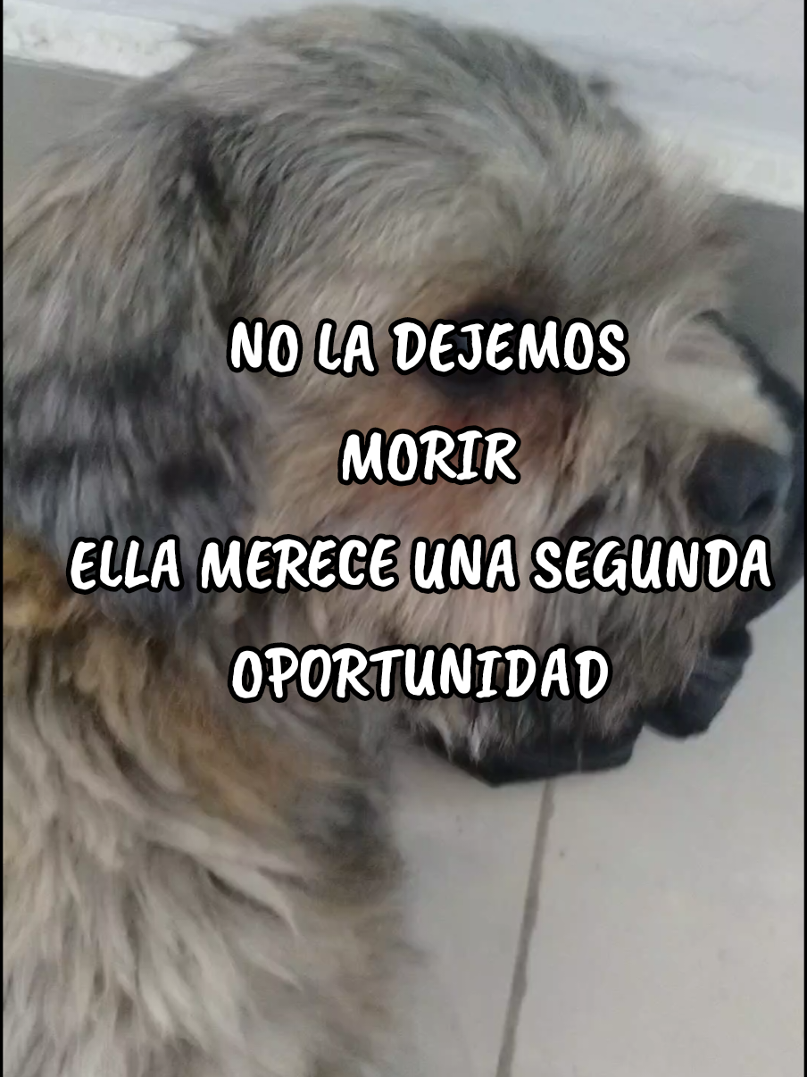 @Lismy