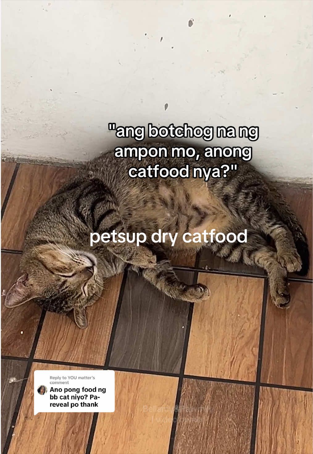 @Bellamy&Pawmily