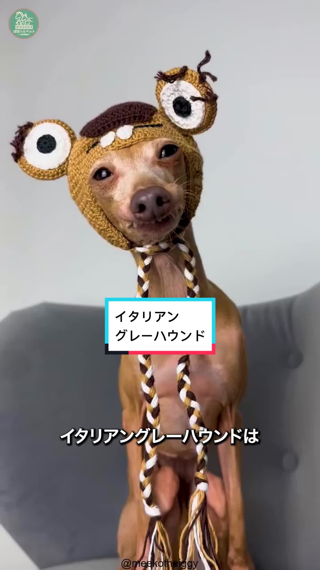 @ぱぱっとペット【動物1分解説】