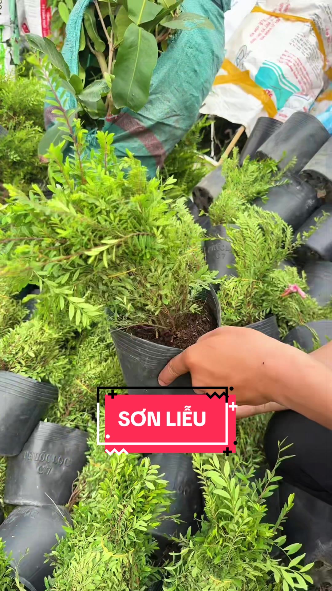@C&acirc;y Xanh Phong Hồng