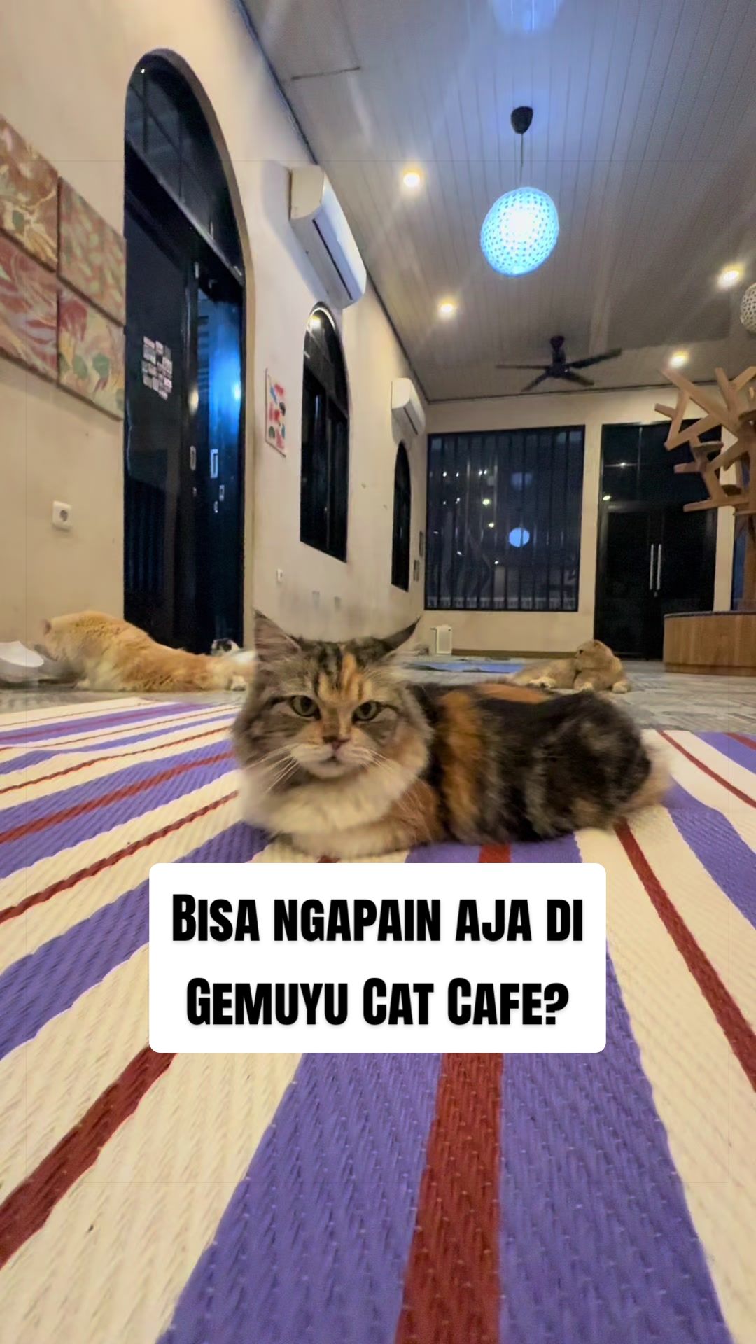 @Cafe Kucing Gemuyu