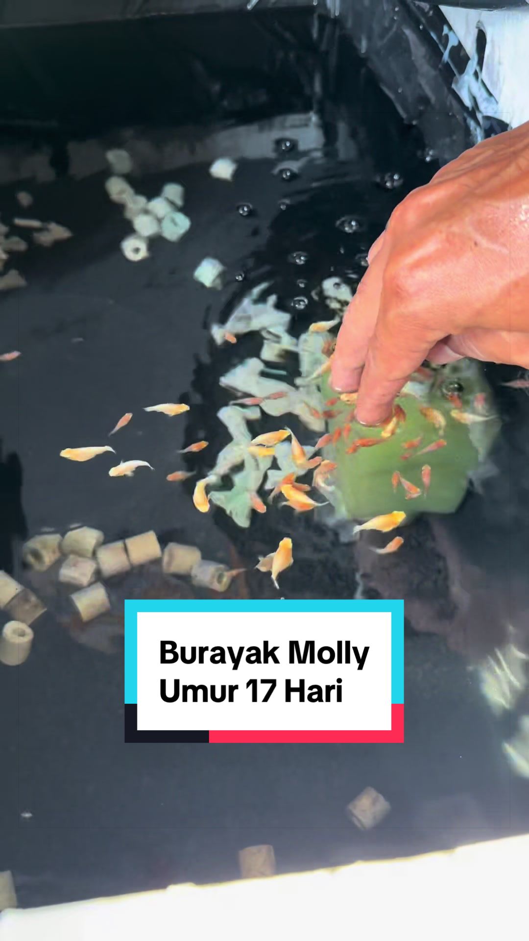 @Cirebon Molly
