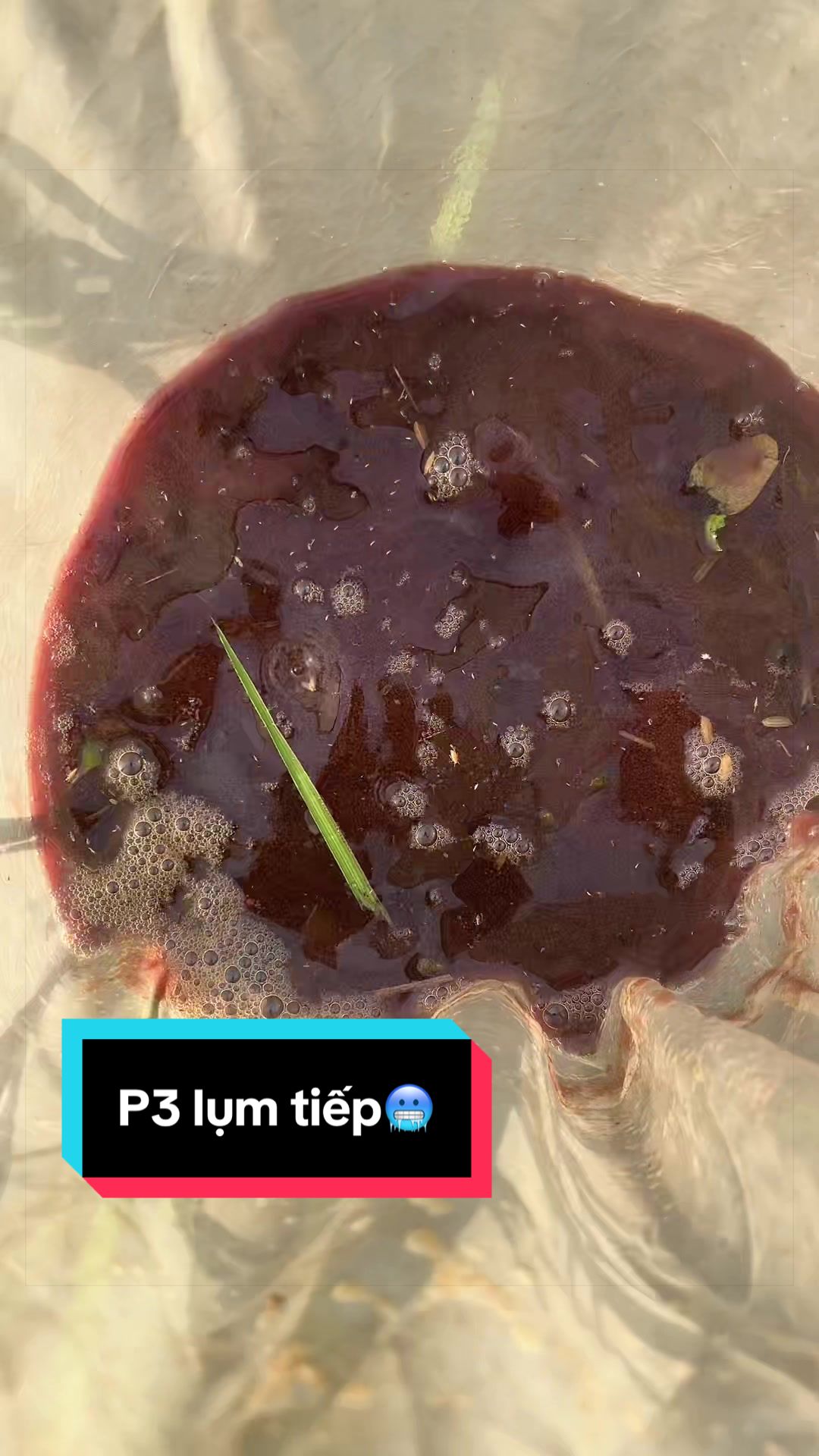 @Trại cá LỘC Betta & Guppy👑
