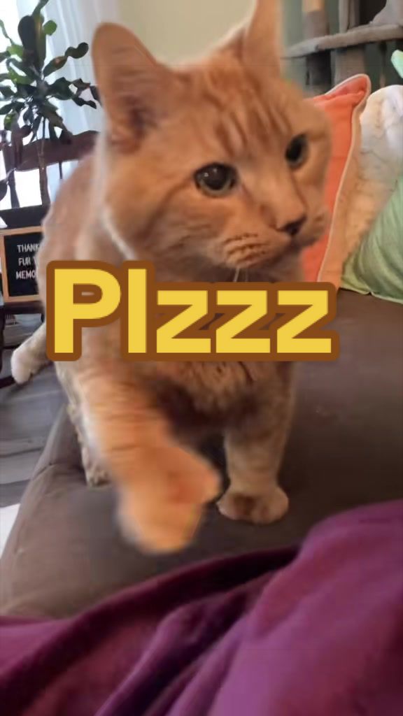 @Reznor_the_cat🪽
