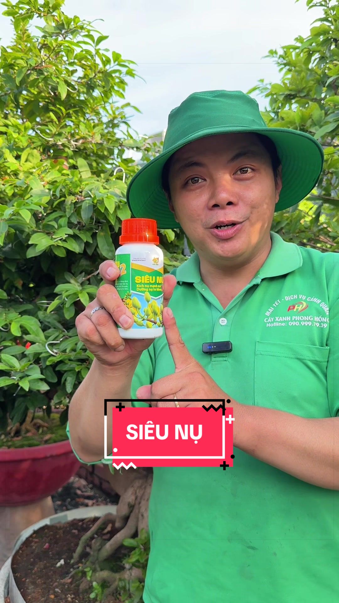 @Cây Xanh Phong Hồng