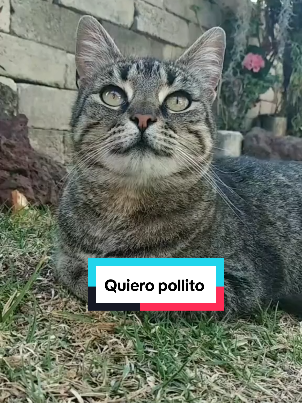 @Lunita🐱🌜