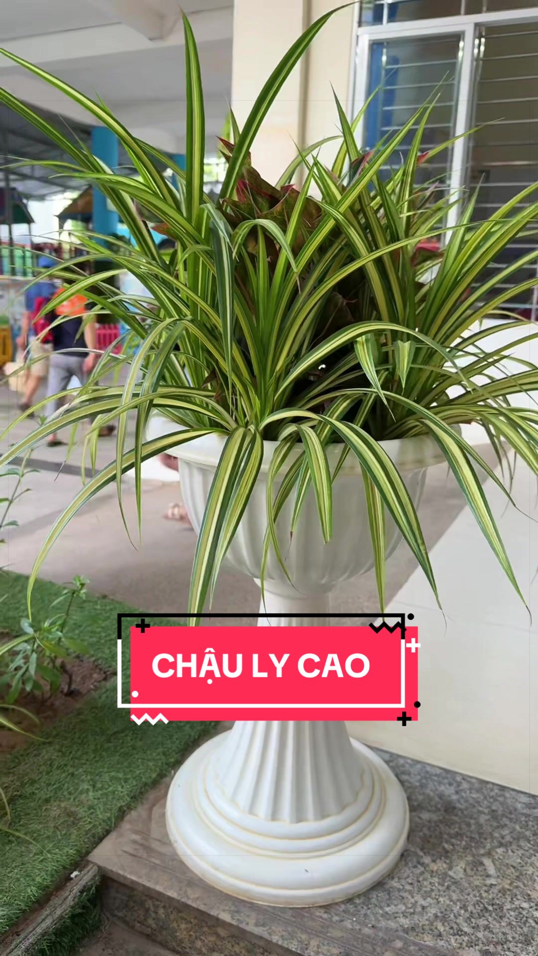 @Cây Xanh Phong Hồng