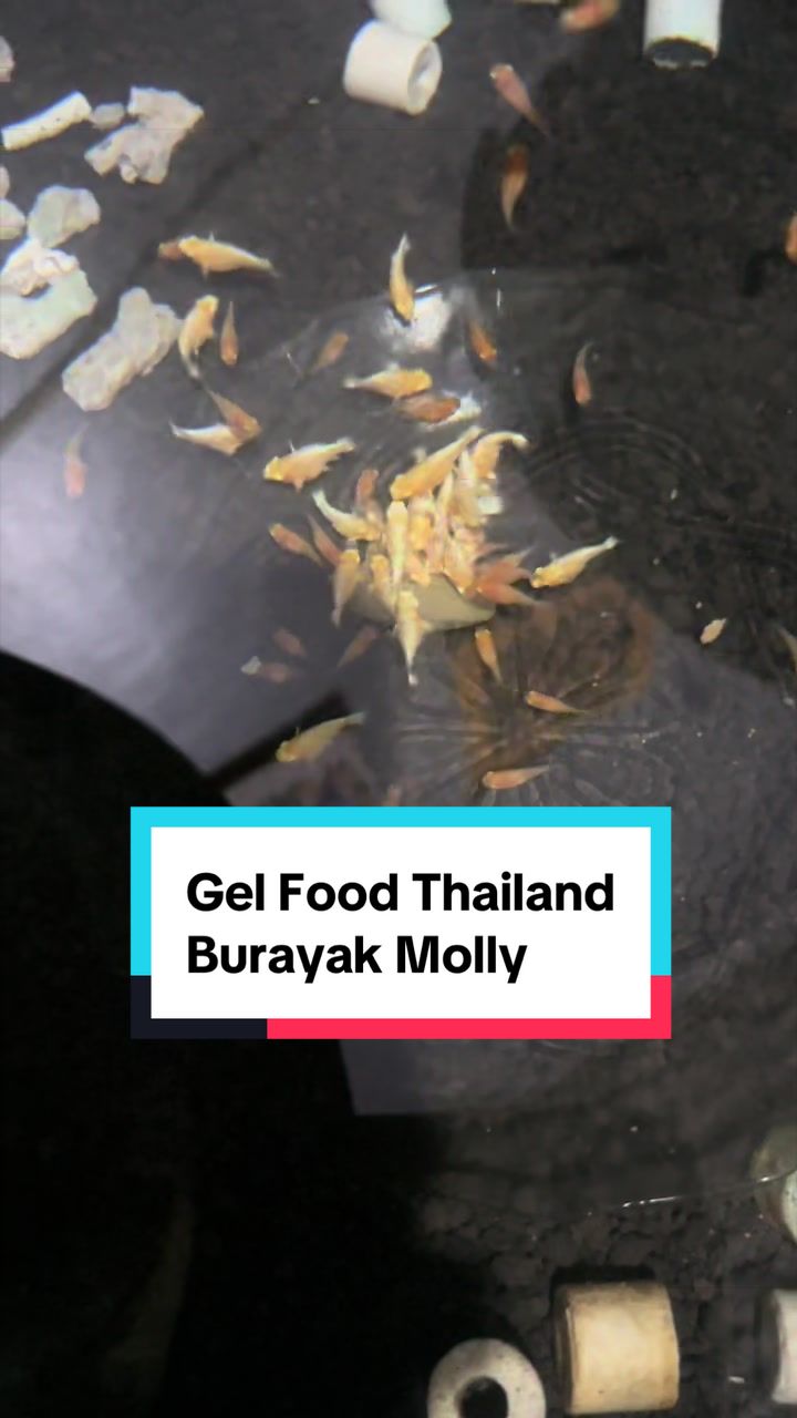 @Cirebon Molly