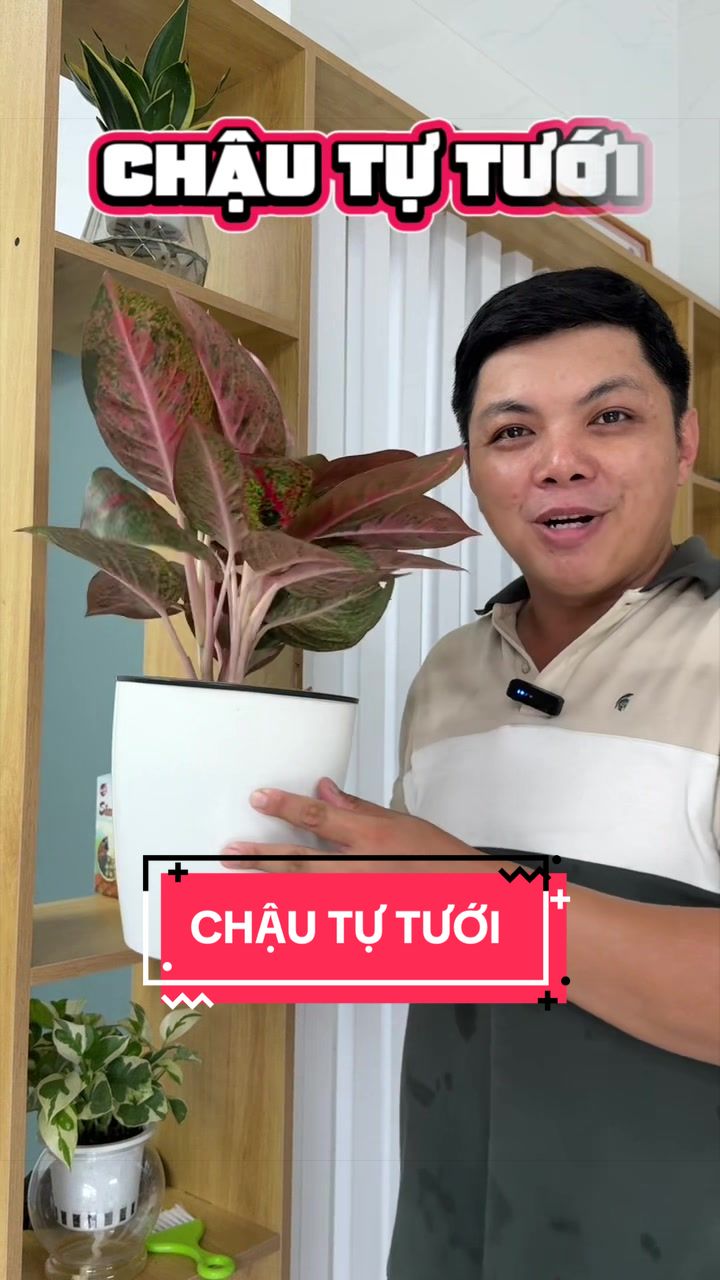 @Cây Xanh Phong Hồng