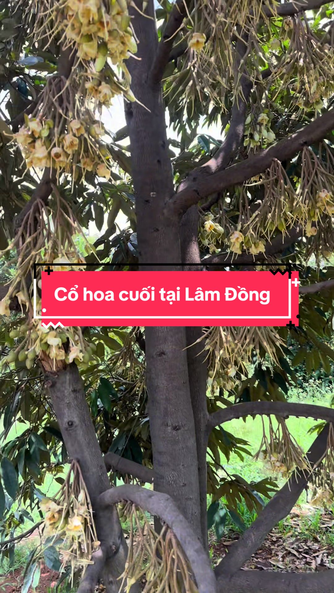 @Hân chuyên bán phân thuốc