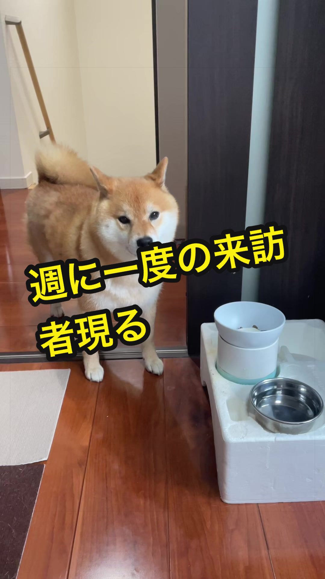@特に柴犬が好きな人