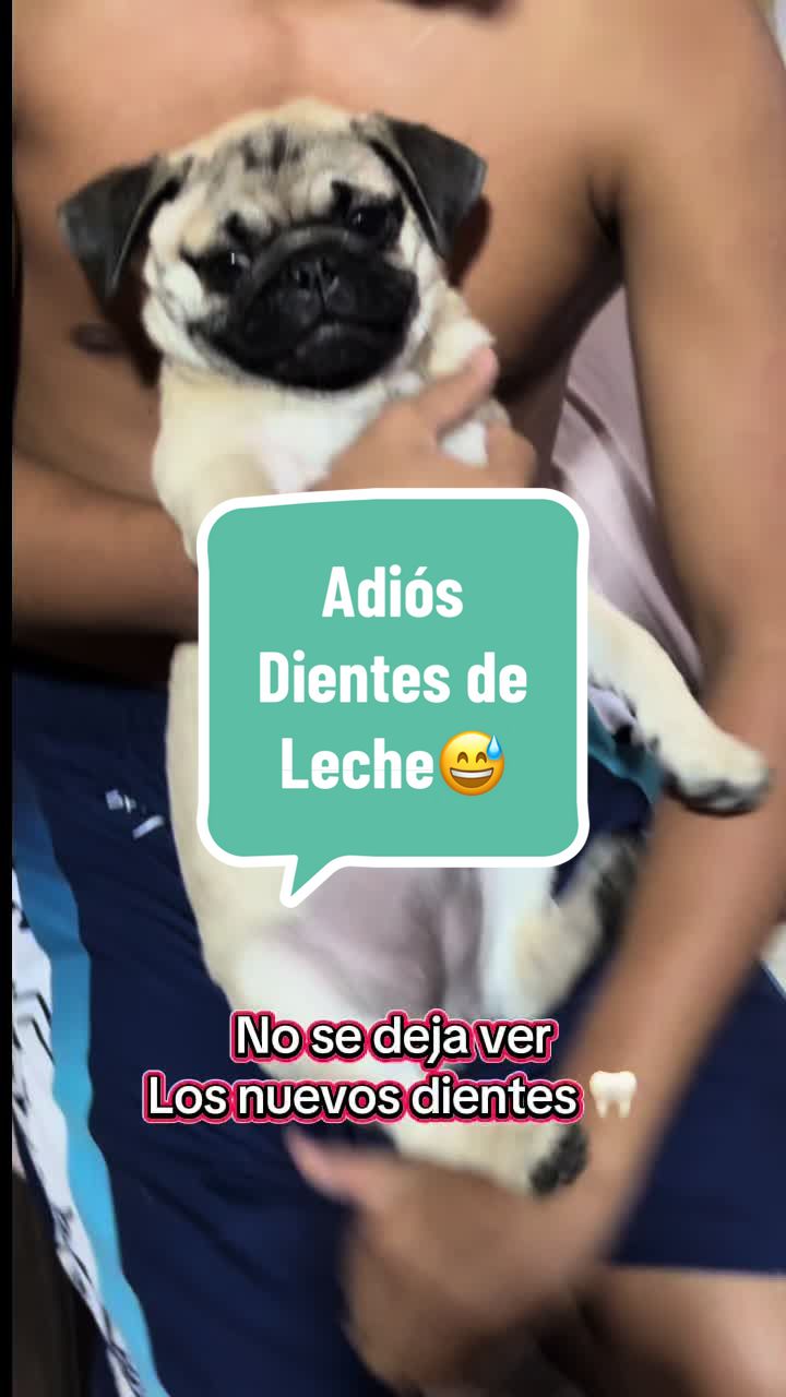 @Babypug