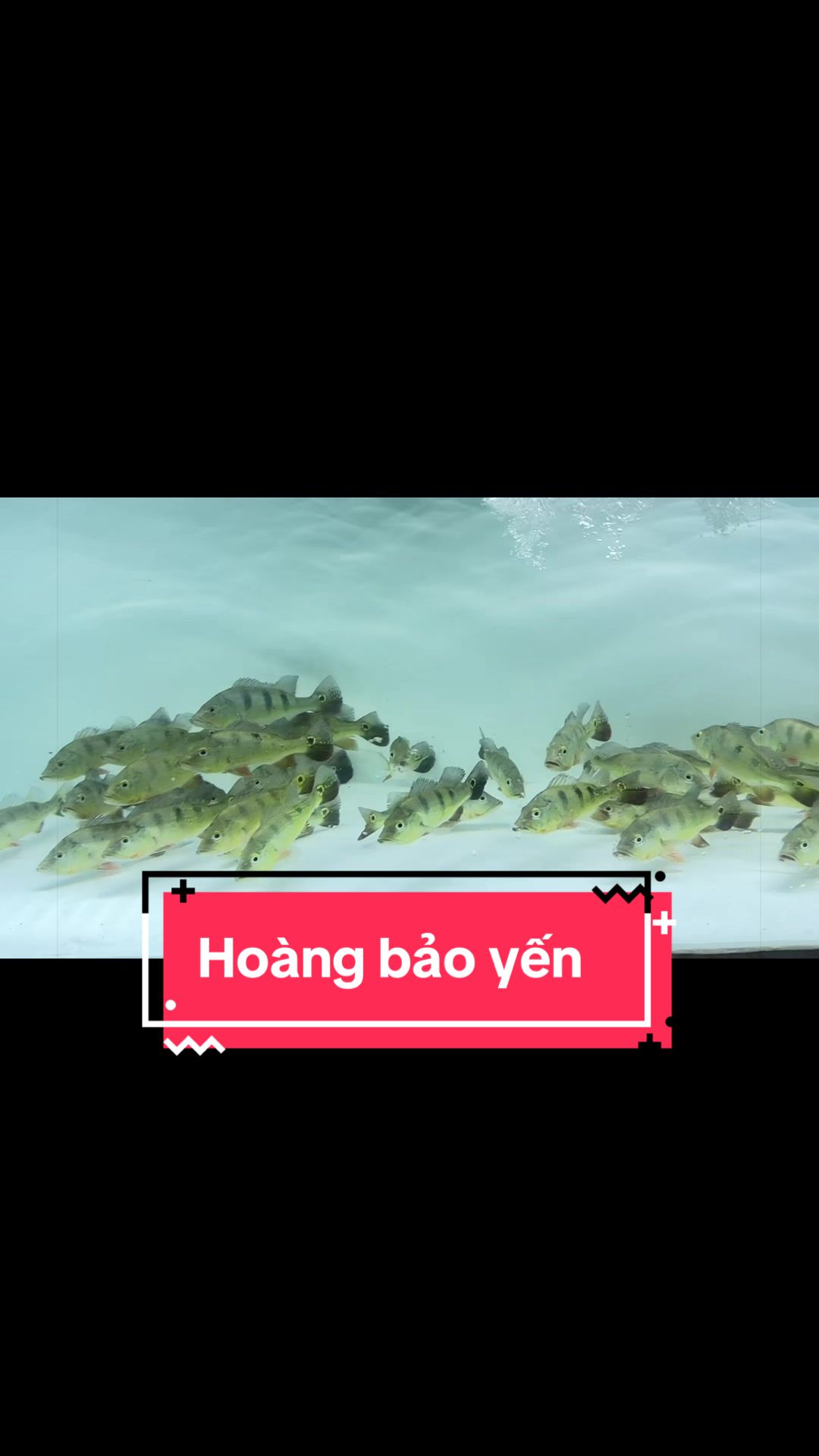 @Phát Đạt Bán Cá 😎🐠🦈