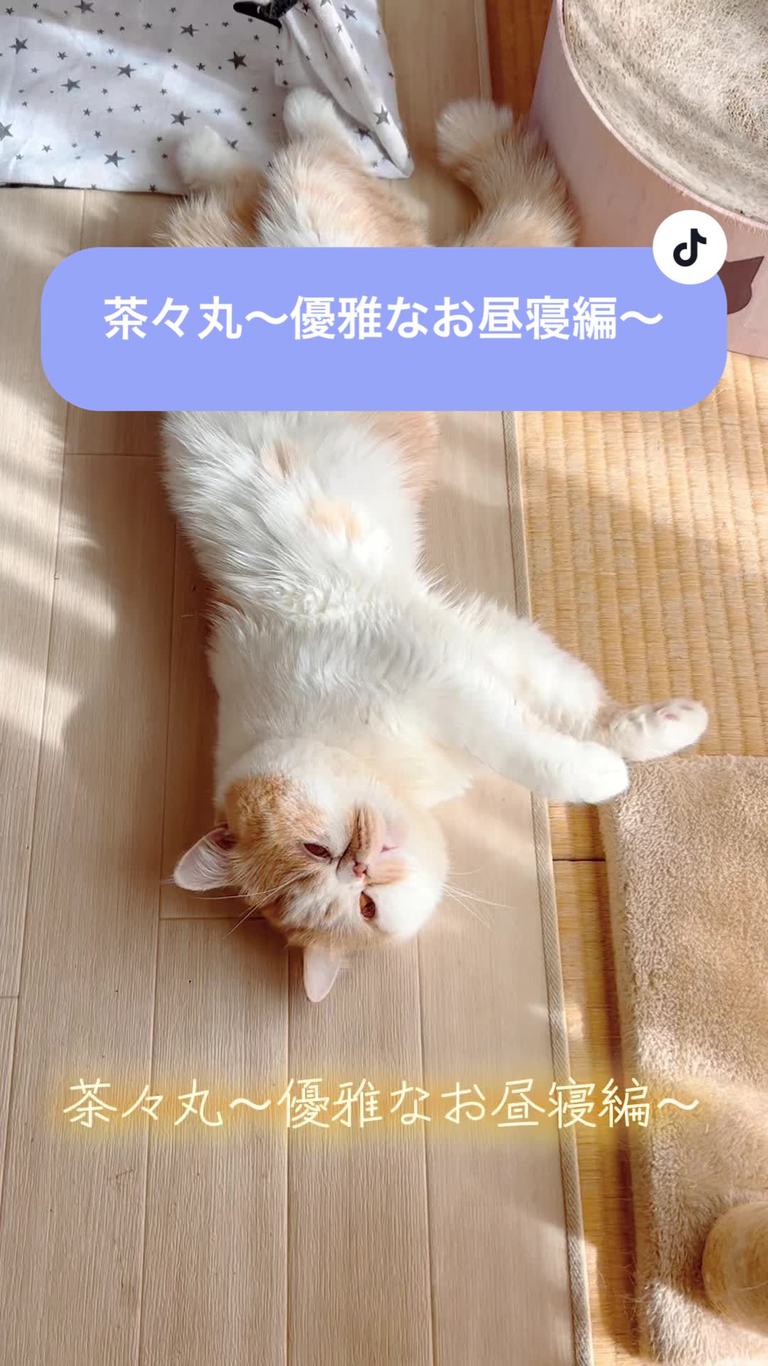 @chataro🐾🍯family