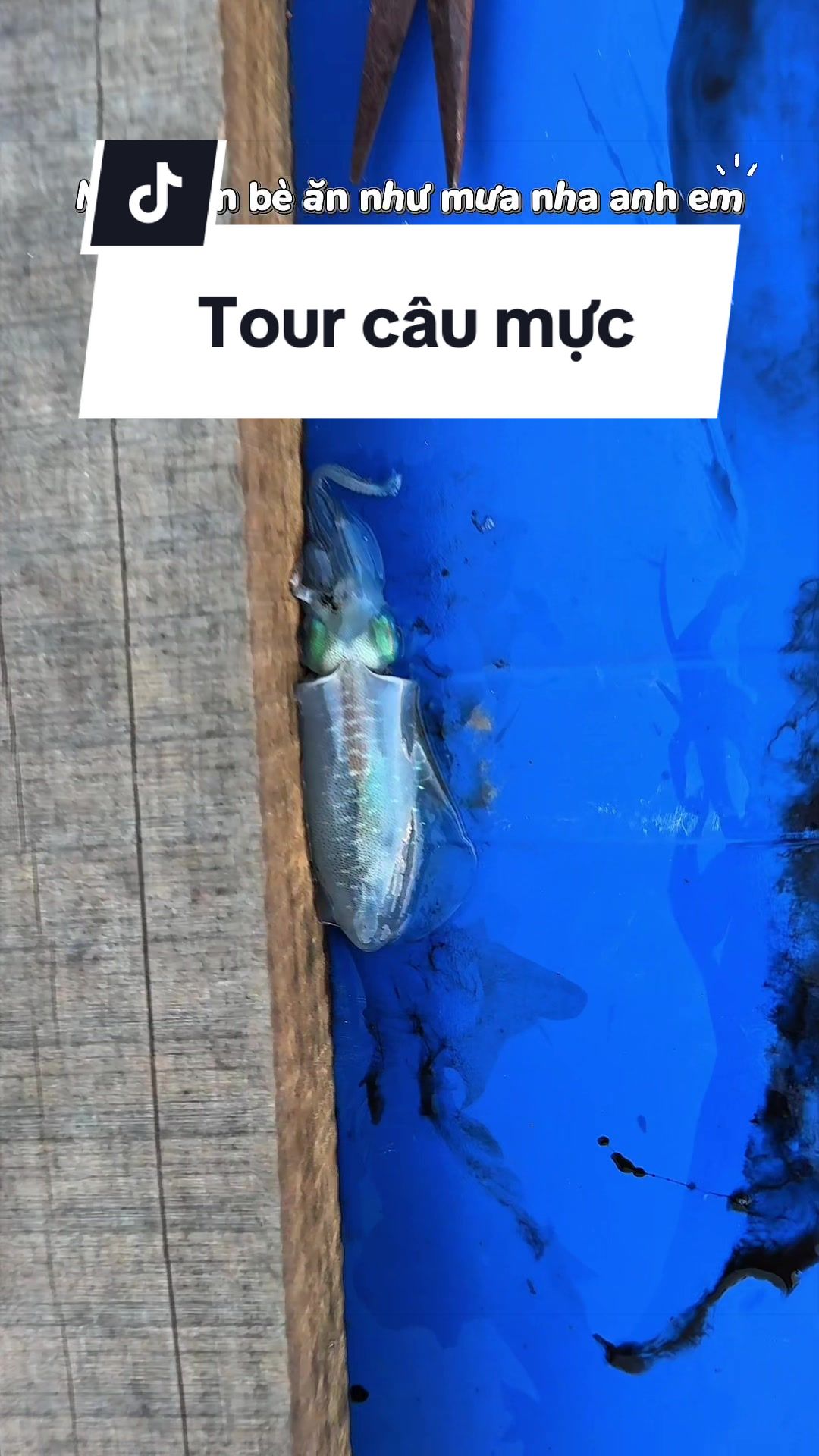 @Duy Tour C&acirc;u C&aacute; C&acirc;u Mực NTrang