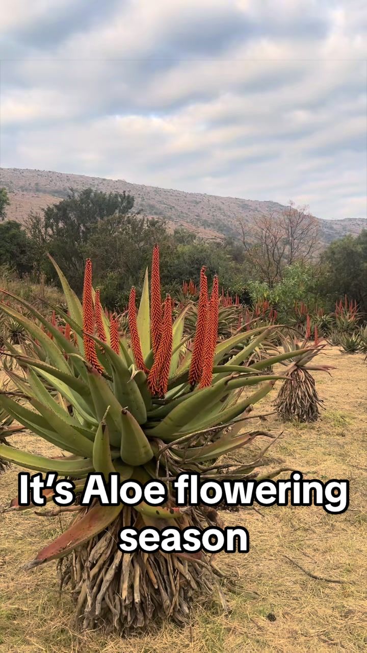 @Ky